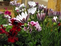 DSCF4095